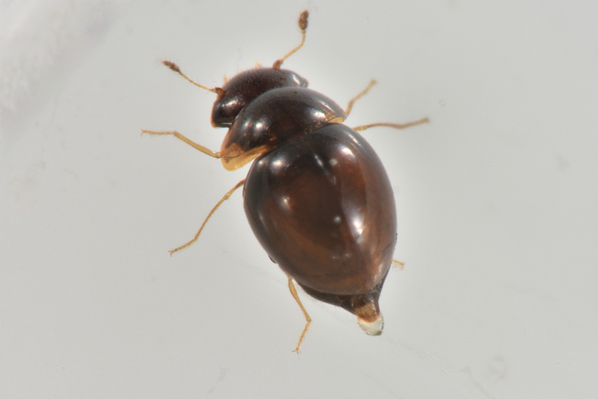 Clambidae: Clambus sp? S.